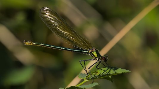 Polder Lüsche_3V5A3719()-20220716.jpg Polder Lüsche_3V5A3719()-20220716.jpg