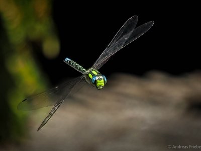 P7162790-Bearbeitet-2.jpg P7162790-Bearbeitet-2.jpg