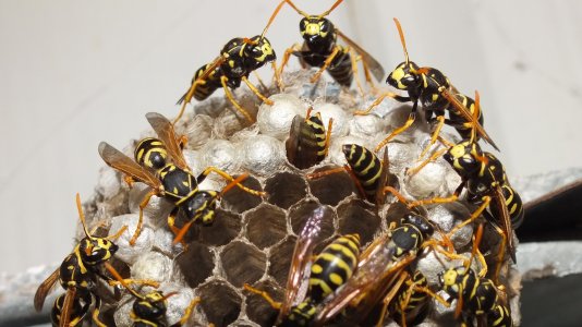 DSCF4625a.jpg DSCF4625a.jpg