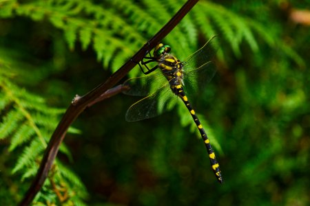 Zweigestreifte Quelljungfer.jpg Zweigestreifte Quelljungfer.jpg