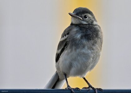 Junge Bachstelze  02.jpeg