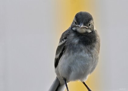 Junge Bachstelze 1.jpeg