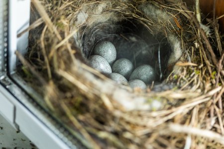 2022_05_27_Bachstelzennest .jpg