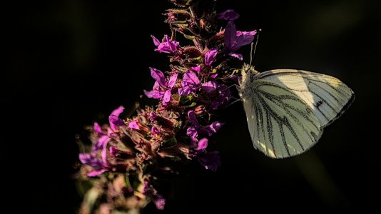 Aper Tief_3V5A5564(Papsweißling)-20220808.jpg Aper Tief_3V5A5564(Papsweißling)-20220808.jpg