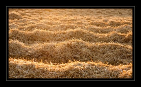 stroh06_r2.JPG stroh06_r2.JPG