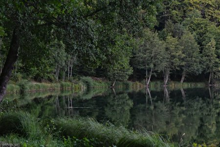 Holzmaar - Eifel.jpeg