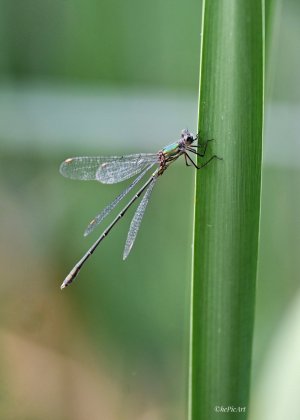 Gebänderte Prachtlibelle .jpeg Gebänderte Prachtlibelle .jpeg