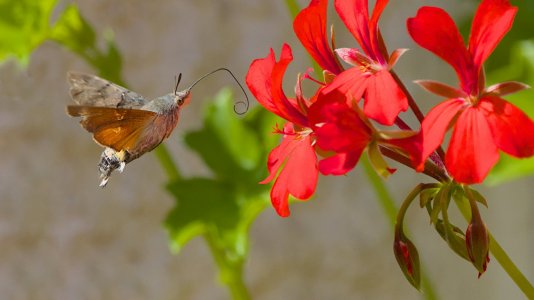 Eifel_3V5A6480()-20220824_a.jpg Eifel_3V5A6480()-20220824_a.jpg