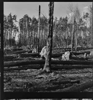 Analoge Scans6581_Panorama.jpg