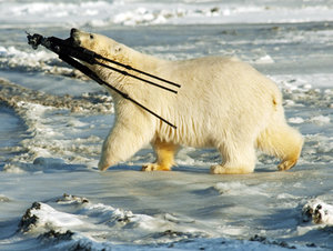alg_polar_bear_tripod.jpg