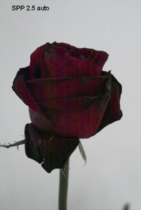 SPP2.5 IMG07437.jpg SPP2.5 IMG07437.jpg