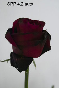 SPP4.2 IMG07437.jpg SPP4.2 IMG07437.jpg