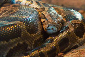 -Hab Dich zun Würgen gern- .jpg