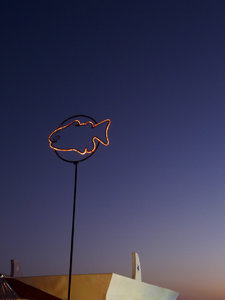light fish1040923.jpg