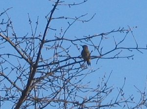 jazzman_gruenspecht_0.jpg jazzman_gruenspecht_0.jpg