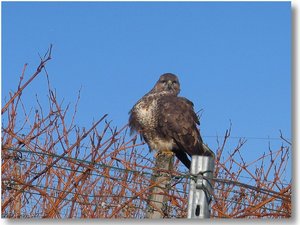 jazzman_winter_greif_1.jpg jazzman_winter_greif_1.jpg