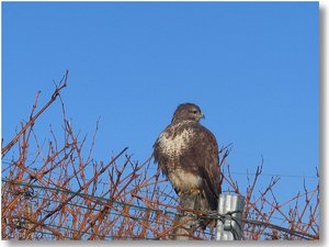 jazzman_winter_greif_2.jpg jazzman_winter_greif_2.jpg