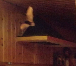 batman.jpg batman.jpg