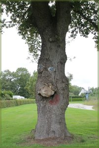 Baum01.jpg Baum01.jpg