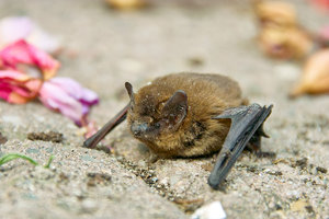 fledermaus.jpg fledermaus.jpg