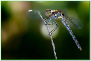 - Gemeine Heidelibelle-.jpg