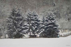 03_SDIM7282.jpg 03_SDIM7282.jpg