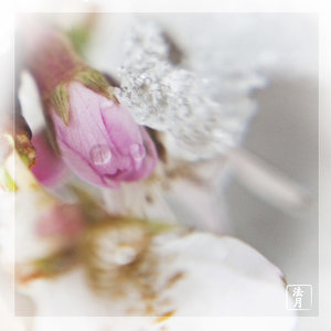 cherry blossom snow1080570.jpg