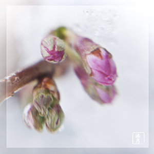 cherry buds snow1080569.jpg