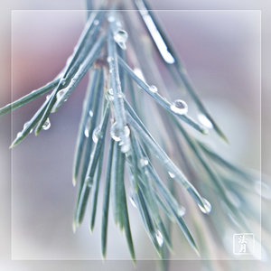 pine drops1080474.jpg