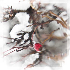 red berries, snow1080436.jpg