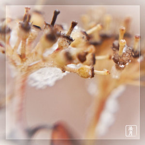 stary berries snow1080590.jpg