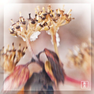 stary berries snow1080592.jpg