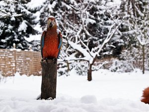 Der Parrot im Winter 300.JPG