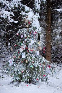 weihnachtsbaum_DSC0411.jpg