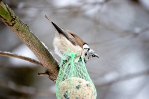 meisen-_DSC0531.jpg meisen-_DSC0531.jpg