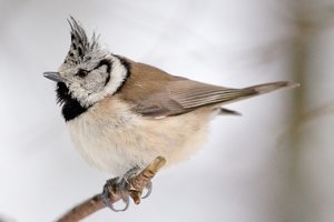 meisen-_DSC0535.jpg meisen-_DSC0535.jpg