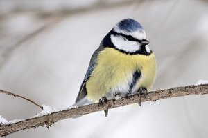 meisen-_DSC0540.jpg meisen-_DSC0540.jpg