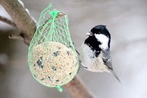 meisen-_DSC0541.jpg meisen-_DSC0541.jpg