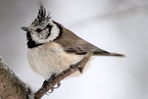 meisen-_DSC0544.jpg meisen-_DSC0544.jpg