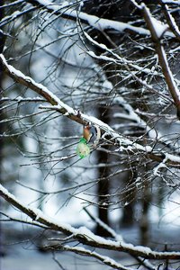 kleiber-_DSC0320.jpg kleiber-_DSC0320.jpg