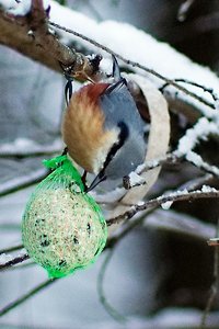 kleiber-crop-_DSC0320.jpg kleiber-crop-_DSC0320.jpg