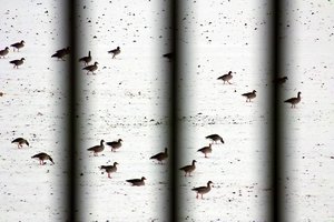 comp_SDIM1119_s1 Kopie.jpg