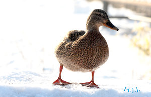 Enten3.jpg Enten3.jpg