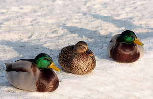 Enten4.jpg Enten4.jpg