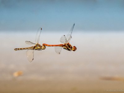 P9041183.jpg P9041183.jpg