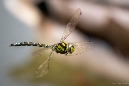 P9052428-Bearbeitet.jpg P9052428-Bearbeitet.jpg