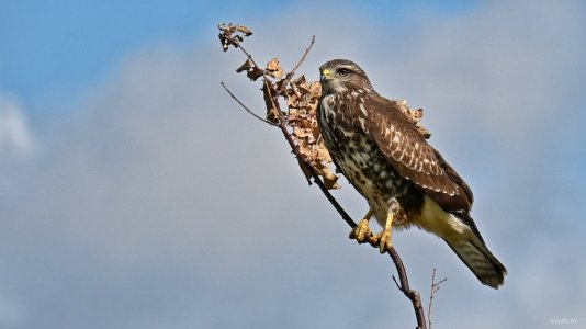 Mäusebussard 02.jpeg