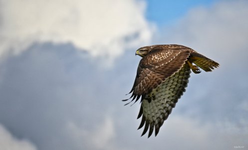 Mäusebussard 01.jpeg