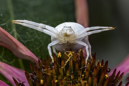 Krabenspinne-7.jpg