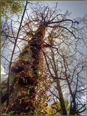 Bild - 33.jpg Bild - 33.jpg